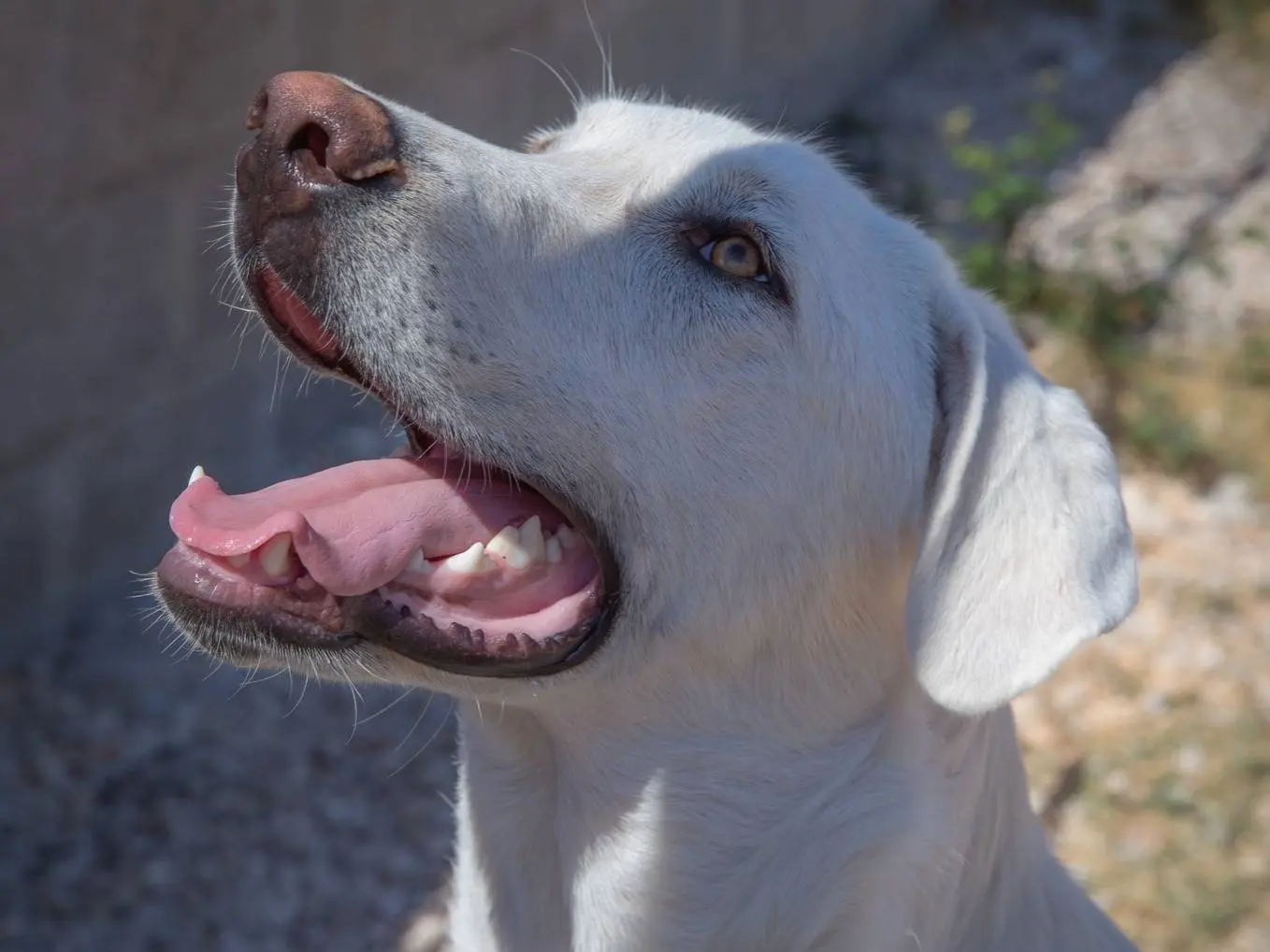 Adotta un cane, maschio, 2 anni, Bari