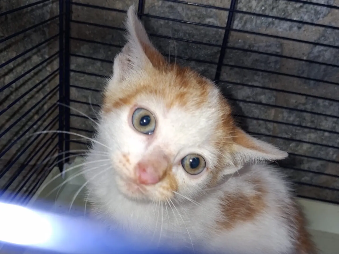 Adozione gatto, maschio, Razza sconosciuta Razza sconosciuta, 3 mesi, taglia non valida, Torino