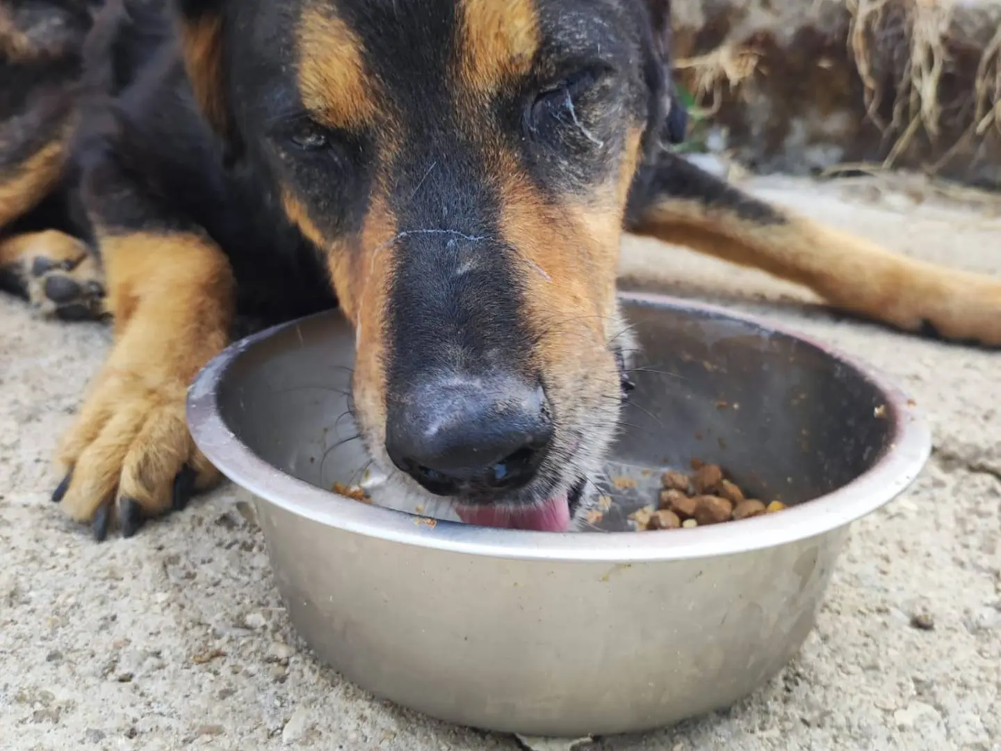 Adotta il cane DEMON a Avellino