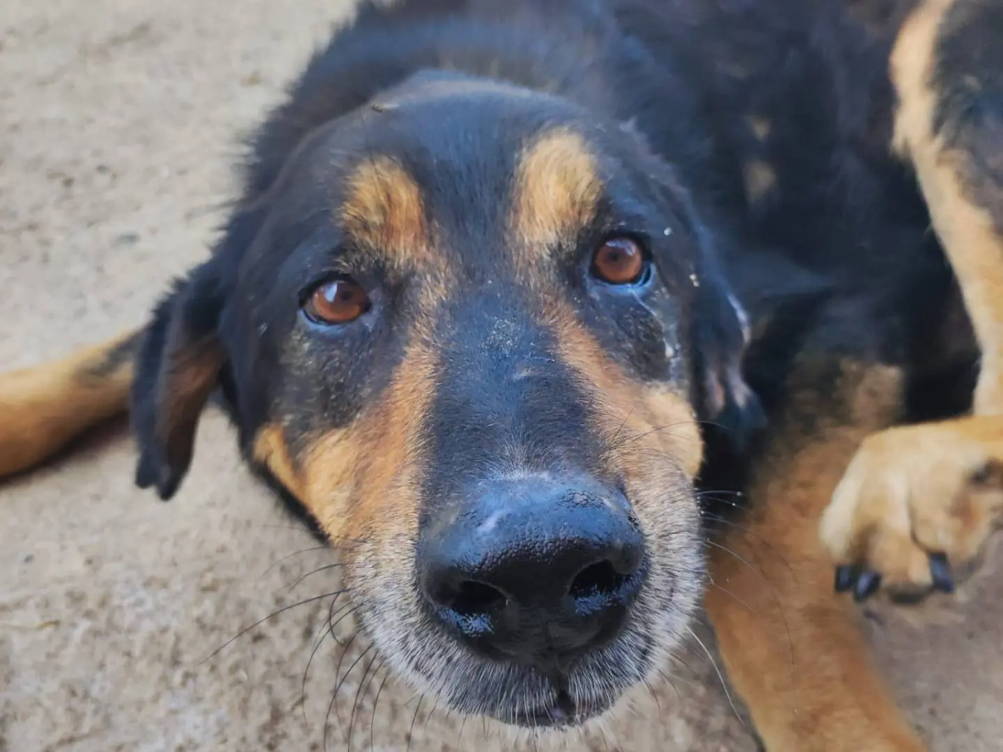 Adozione cane, maschio, Dobermann Razza sconosciuta, 10 anni, taglia grande, Avellino