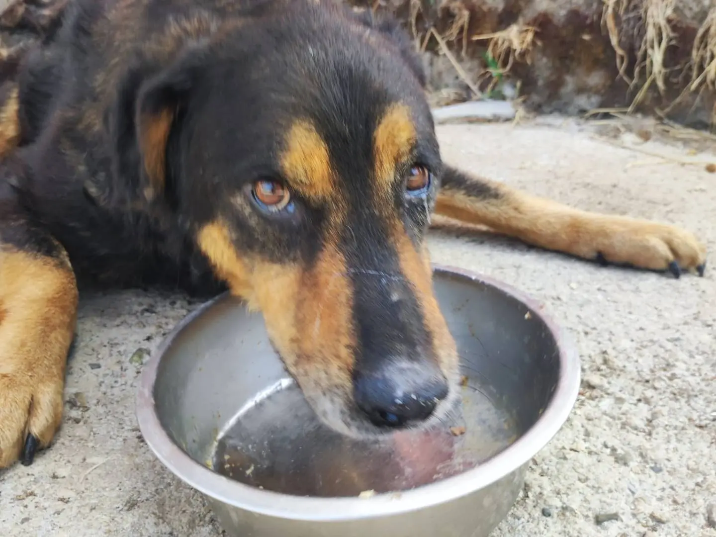 Vuoi adottare un cane a Avellino?