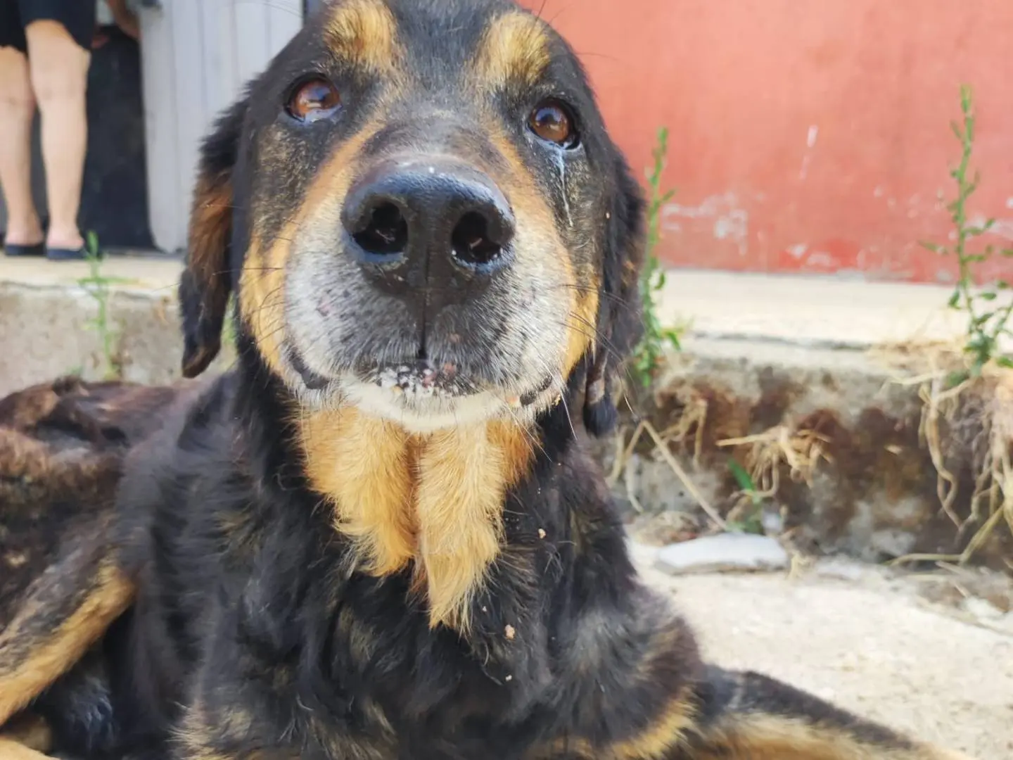 Adotta un cane, maschio, 10 anni, Avellino