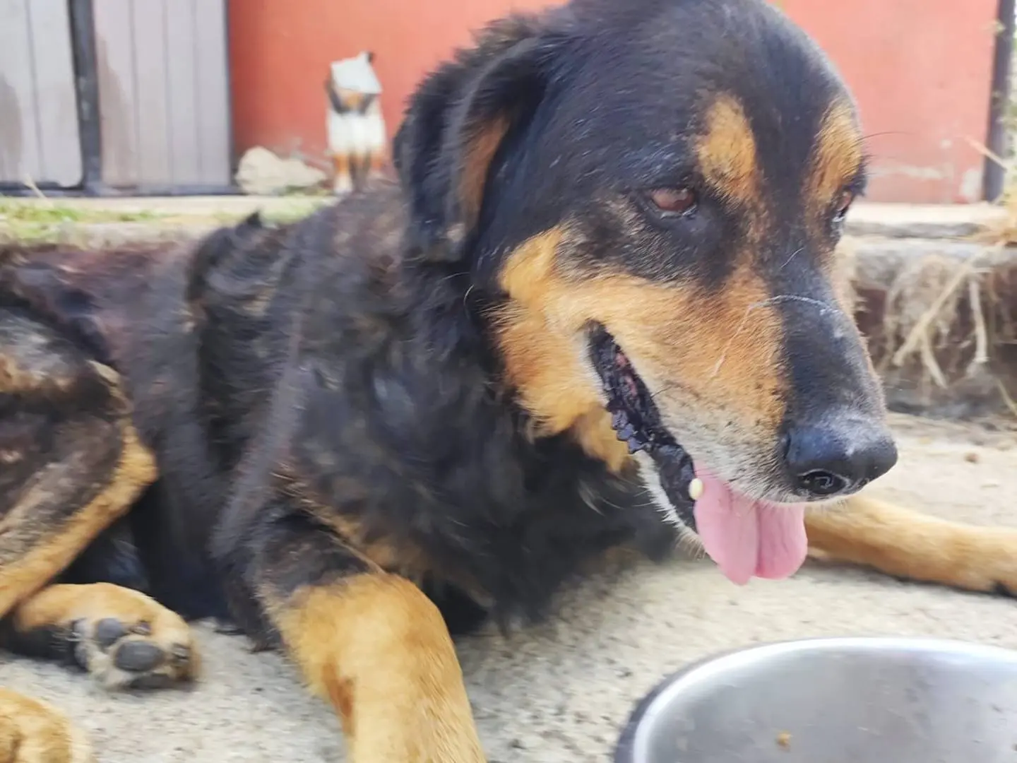 Adotta un cane, taglia grande, maschio, Avellino