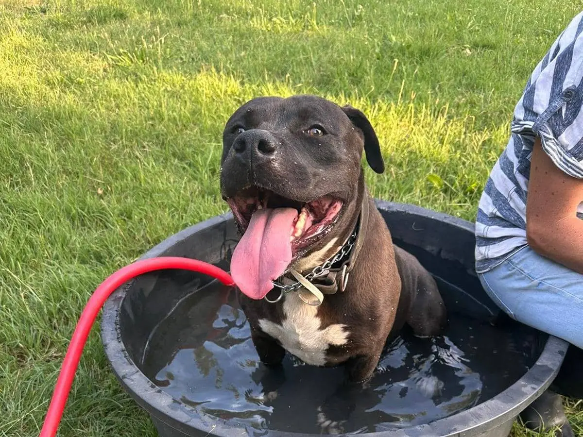 Adotta il cane ZAR a Modena