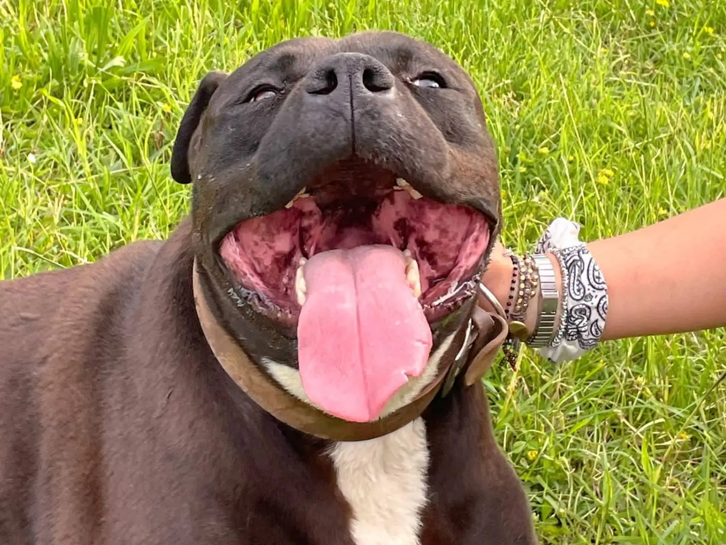 Vuoi adottare un cane a Modena?
