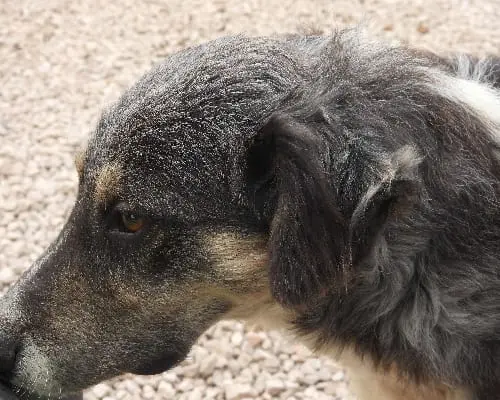 Adotta un cane, taglia media, maschio, Foggia