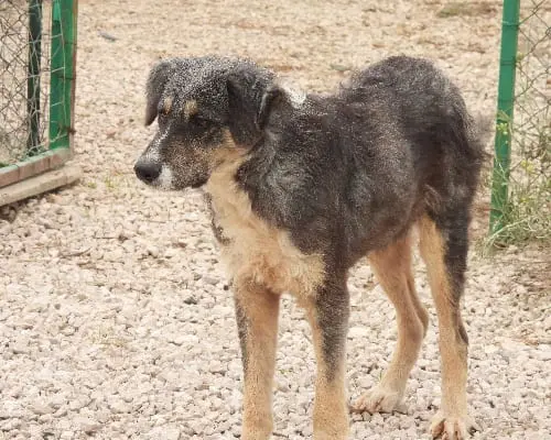 Adotta un cane, maschio, 6 anni e 9 mesi, Foggia