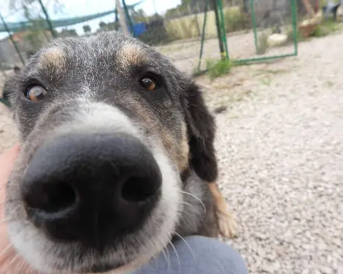 Vuoi adottare un cane a Foggia?
