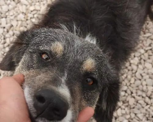 Adozione cane, maschio, meticcio, 6 anni e 9 mesi, taglia media, Foggia