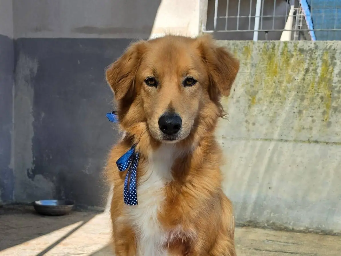 Adotta un cane, maschio, 6 anni e 8 mesi, Taranto
