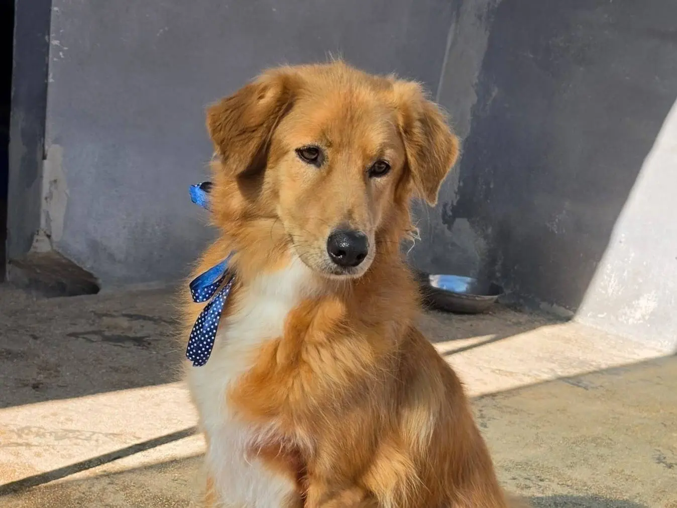 Adozione cane, maschio, Razza sconosciuta Razza sconosciuta, 6 anni e 8 mesi, taglia media, Taranto