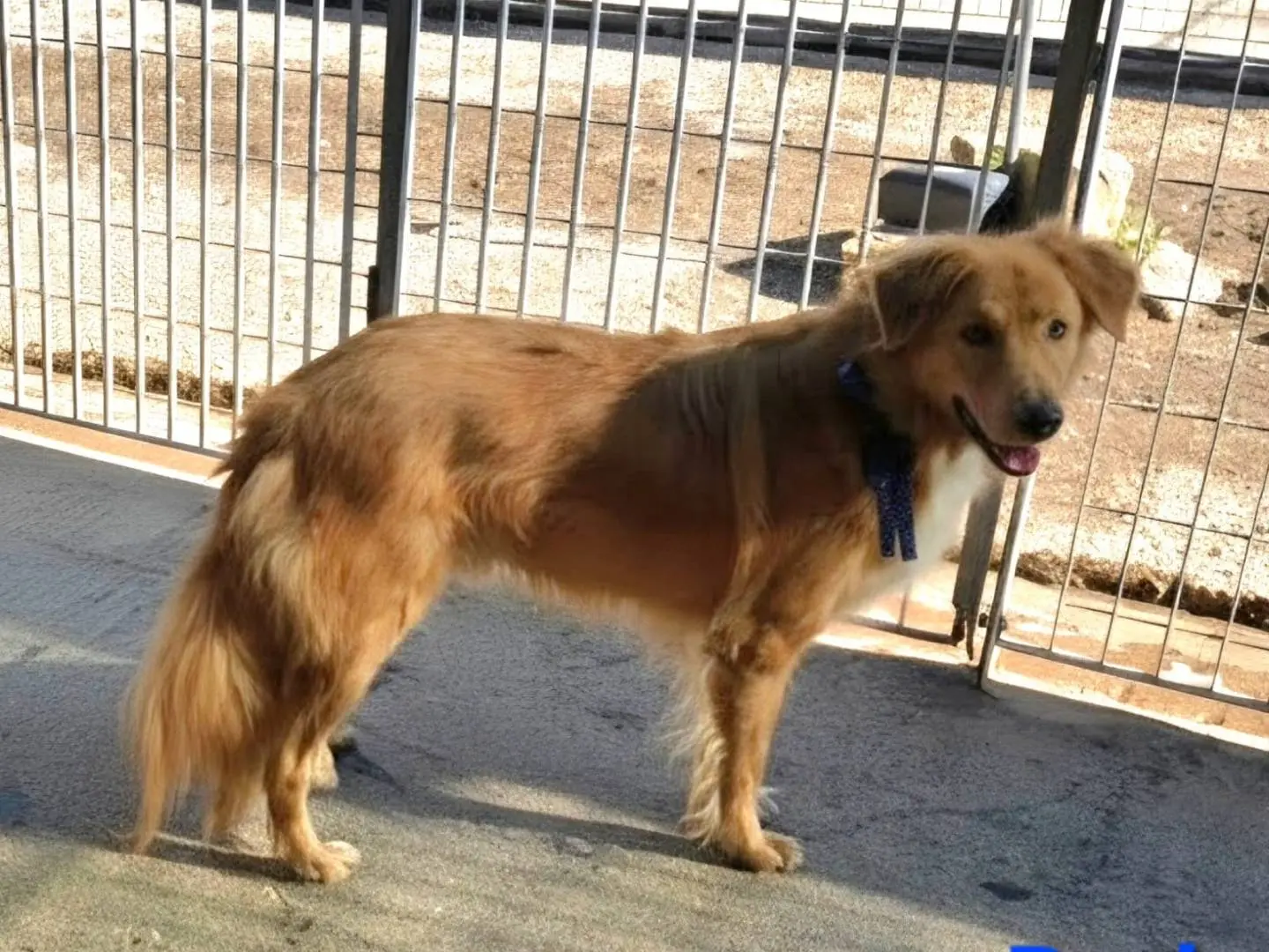 Vuoi adottare un cane a Taranto?