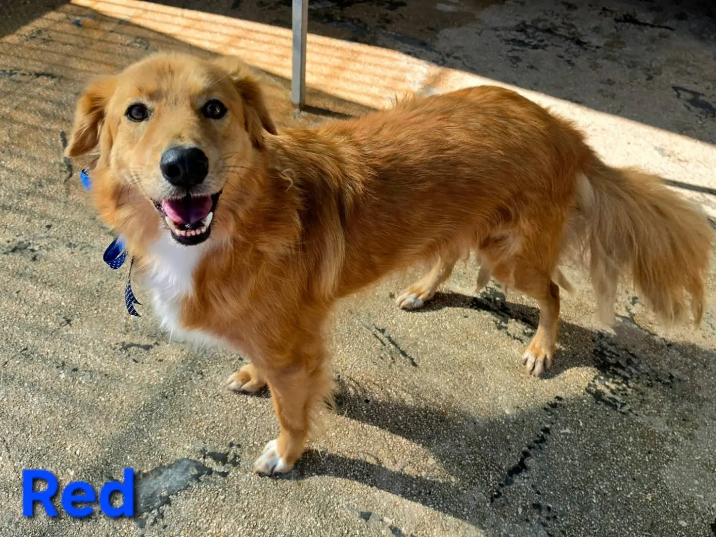 Adotta il cane Red a Taranto