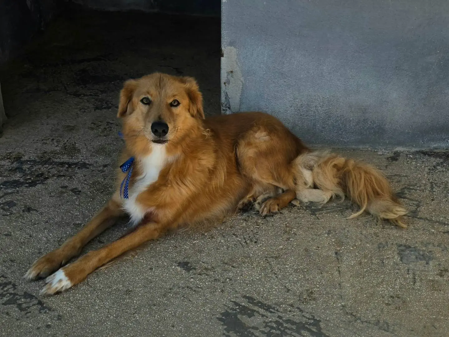 Adotta un cane, taglia media, maschio, Taranto