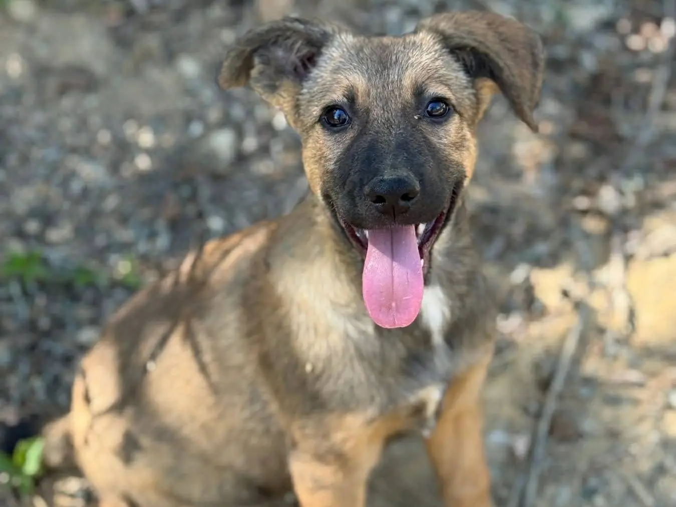 Vuoi adottare un cane a Firenze?