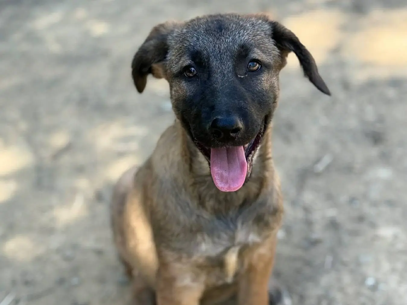 Adotta il cane FIONA e FREJA a Firenze