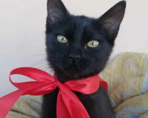 Adotta un gatto, femmina, 3 anni e 5 mesi, Catania