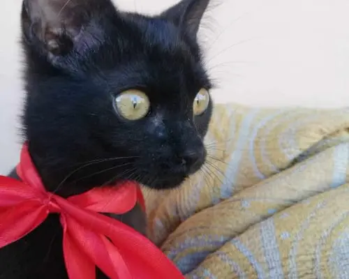 Adotta un gatto, taglia non valida, femmina, Catania