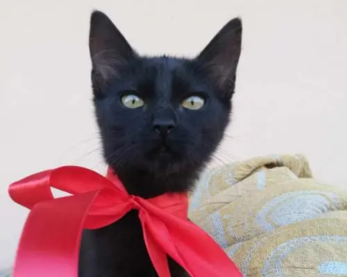Vuoi adottare un gatto a Catania?