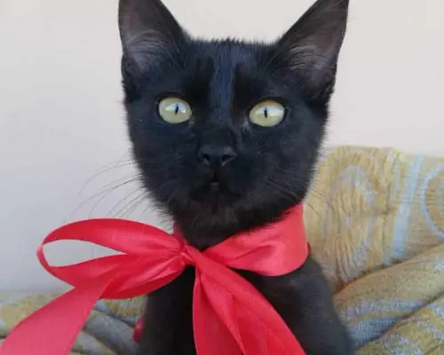 Adozione gatto, femmina, meticcio, 3 anni e 5 mesi, taglia non valida, Catania