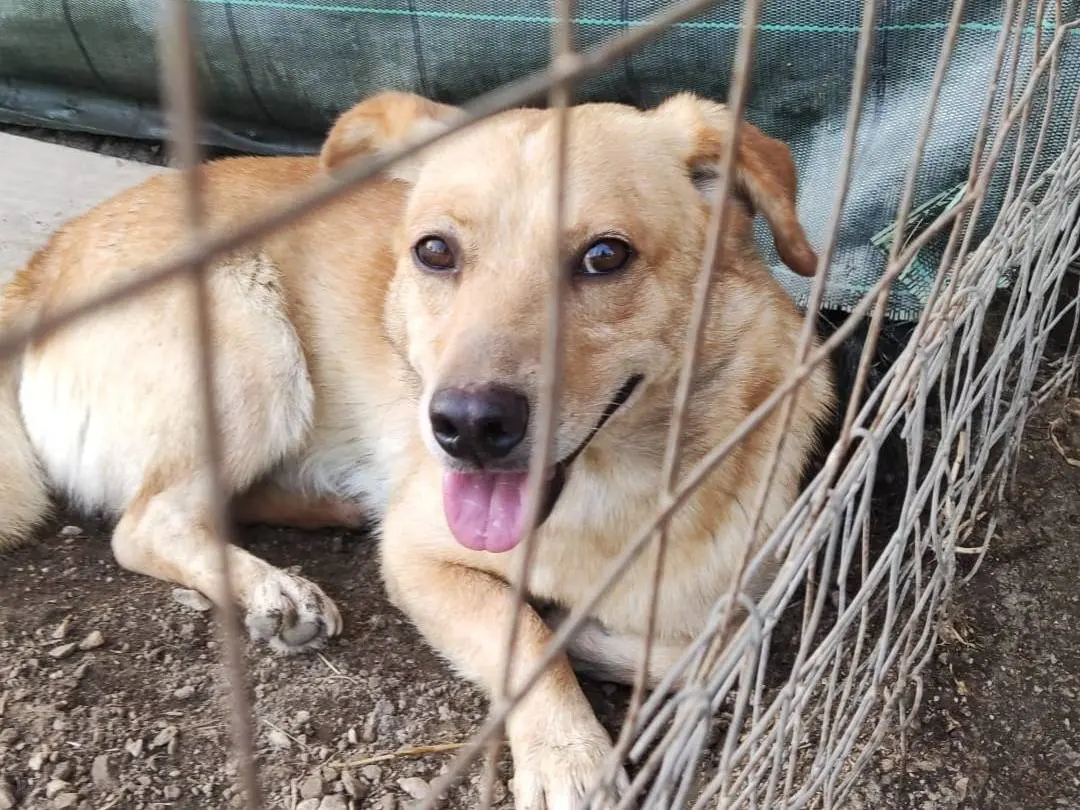 Adozione cane, maschio, meticcio, 5 anni e 4 mesi, taglia piccola, Napoli