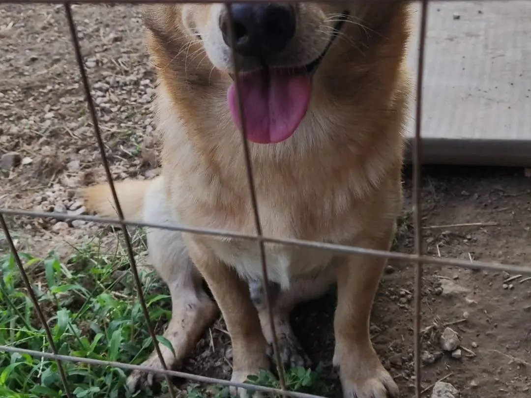 Adotta un cane, maschio, 5 anni e 4 mesi, Napoli