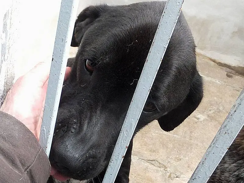 Adotta il cane JERONIMO a Frosinone