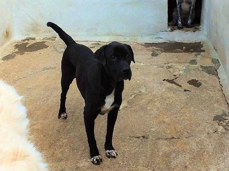 Adotta un cane, taglia grande, maschio, Frosinone