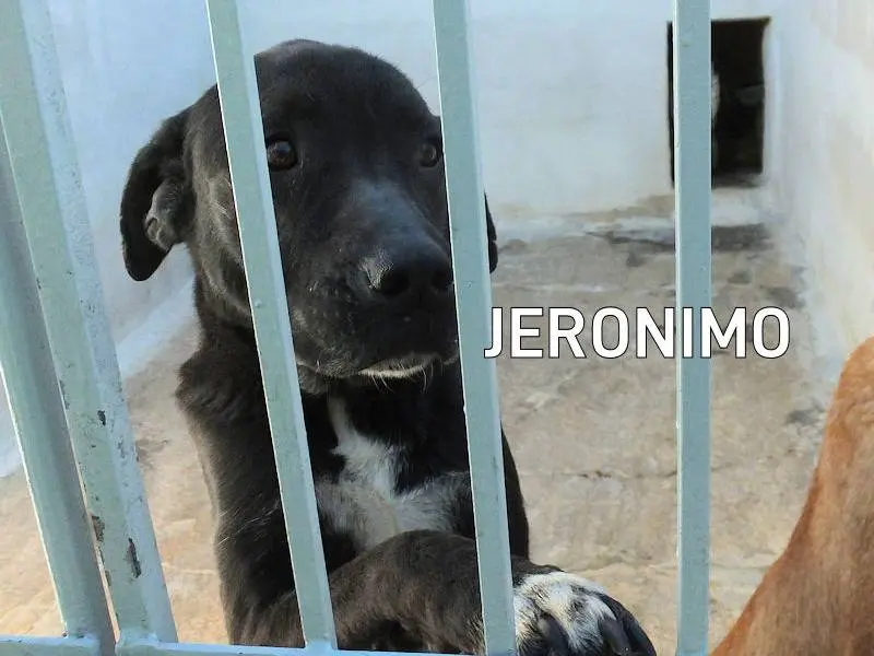 Adozione cane, maschio, Razza sconosciuta Razza sconosciuta, 9 anni e 7 mesi, taglia grande, Frosinone