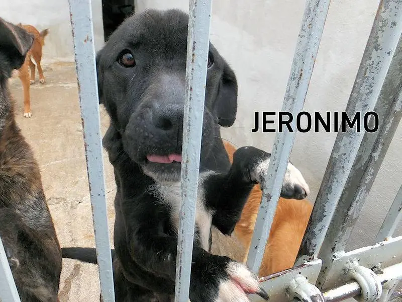 Adotta un cane, maschio, 9 anni e 7 mesi, Frosinone