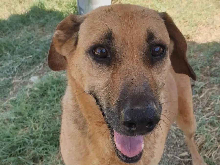 Adozione cane, femmina, meticcio, 10 anni e 1 mese, taglia grande, Catania