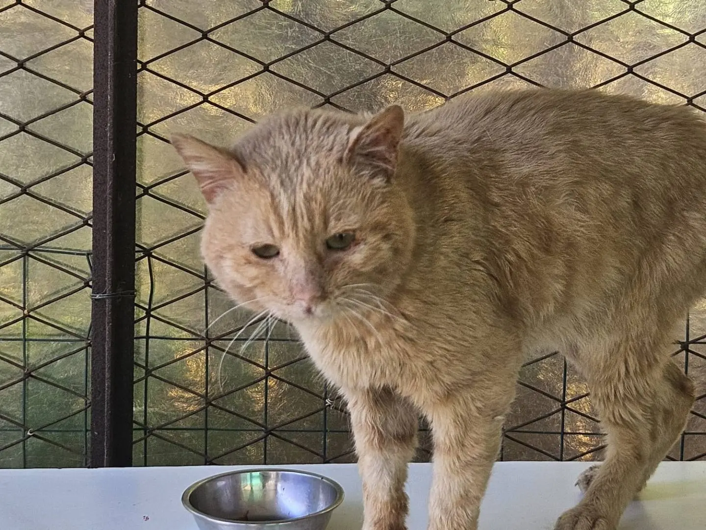 Adotta un gatto, maschio, 6 anni e 3 mesi, Terni