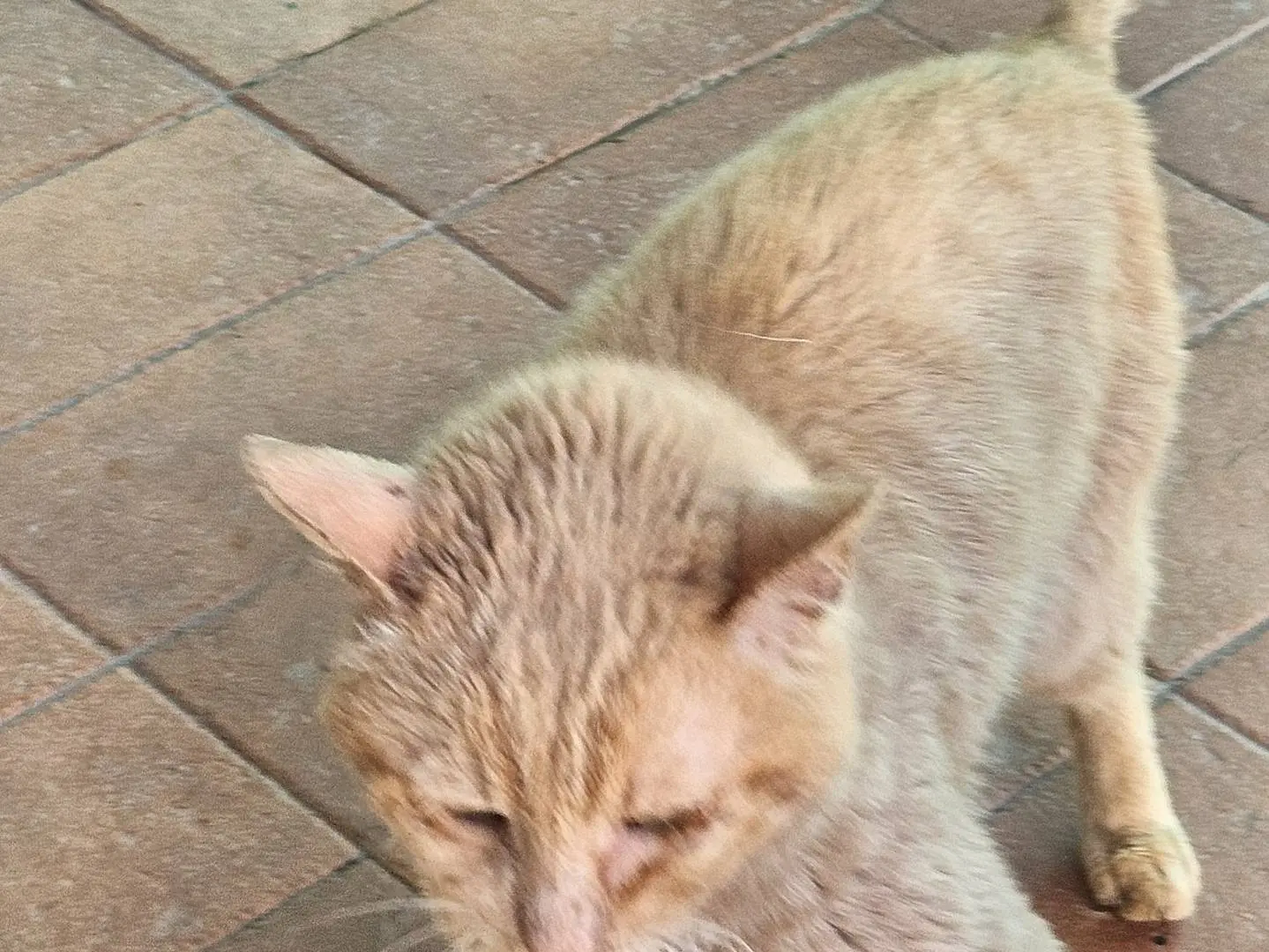 Adotta un gatto, taglia non valida, maschio, Terni