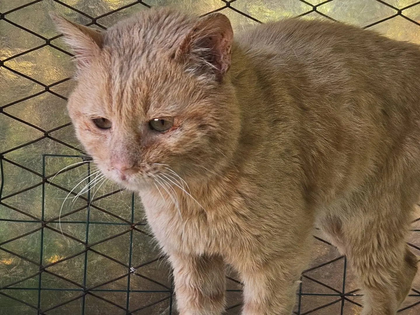 Adozione gatto, maschio, Razza sconosciuta Razza sconosciuta, 6 anni e 3 mesi, taglia non valida, Terni
