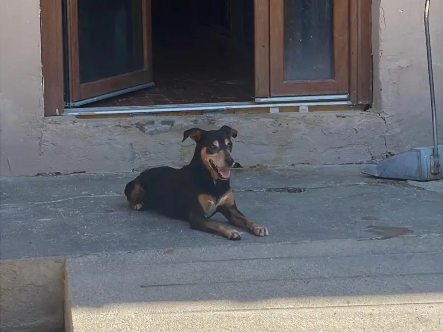 Adozione cane, maschio, Razza sconosciuta Razza sconosciuta, 10 anni e 1 mese, taglia piccola, Torino