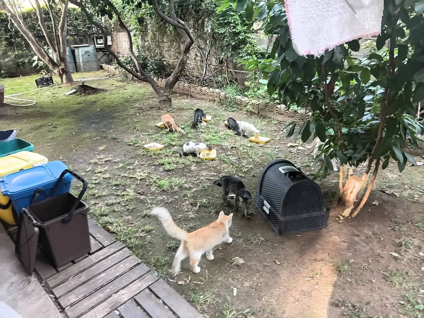Adotta un gatto, femmina, 6 mesi, Reggio
