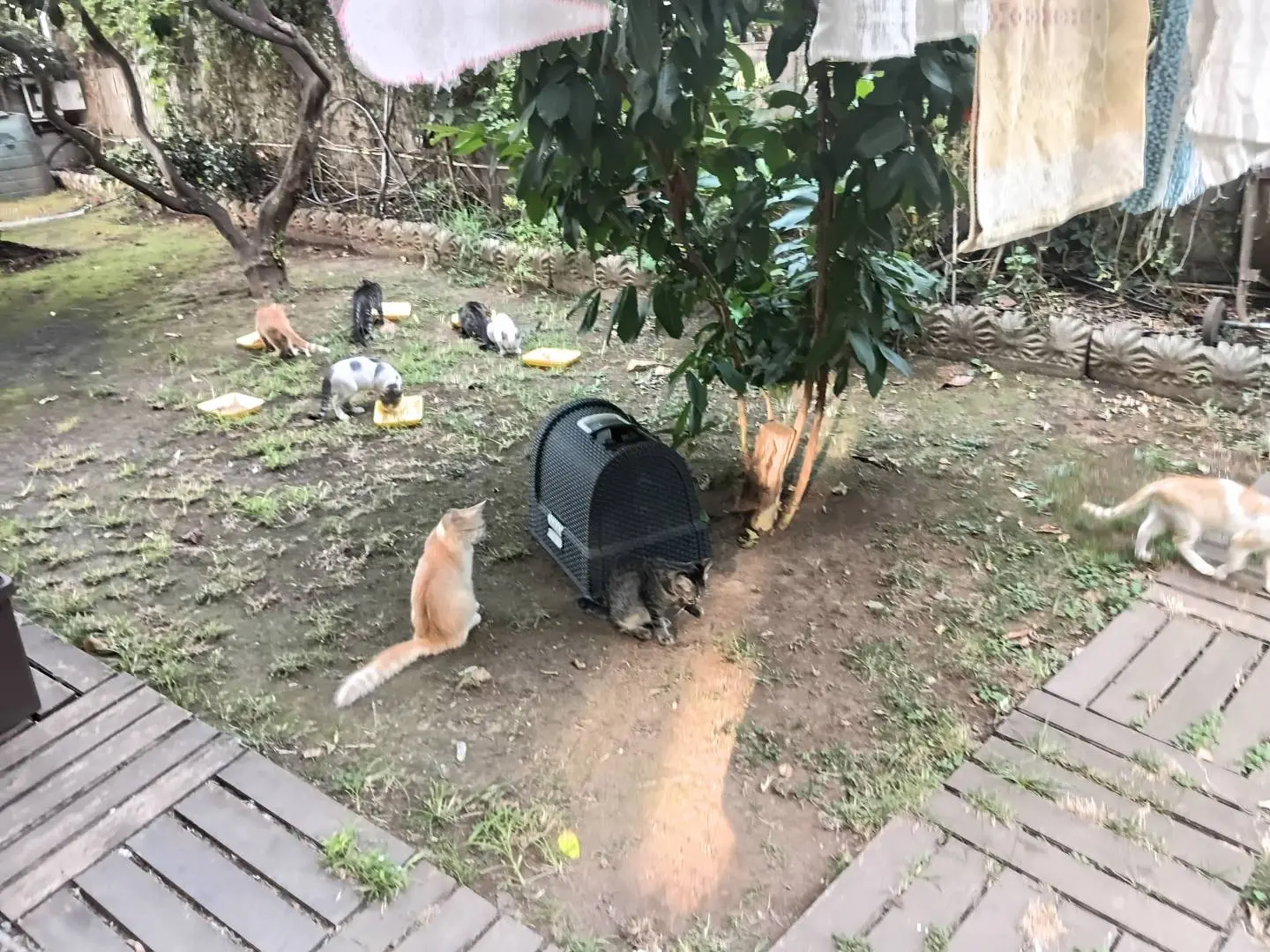 Adozione gatto, femmina, Razza sconosciuta Razza sconosciuta, 6 mesi, taglia non valida, Reggio