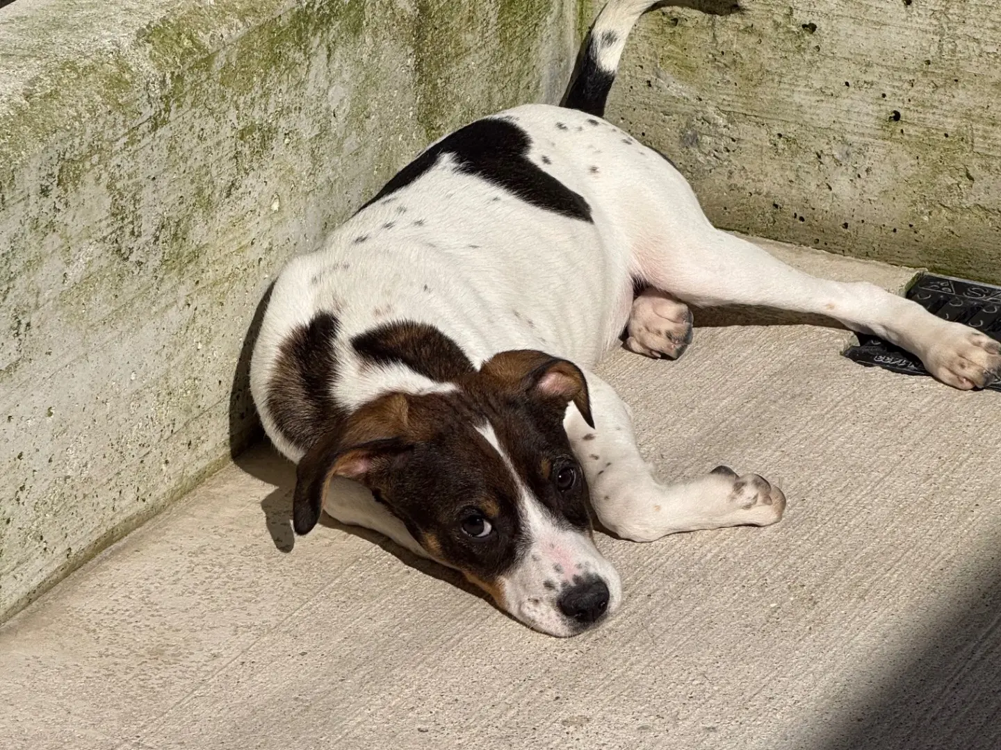 Foto 3 dell'animale