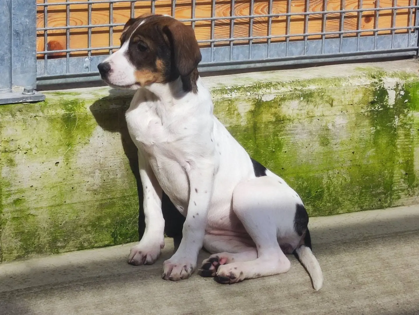 Adotta un cane, femmina, 9 mesi, Milano