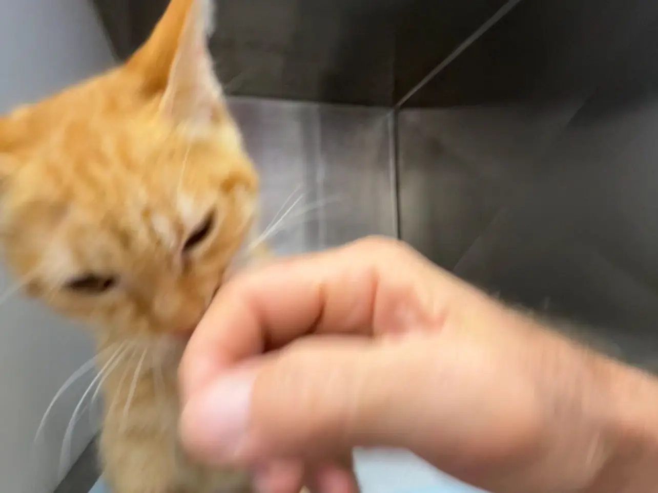 Adotta un gatto, maschio, 4 mesi, Latina