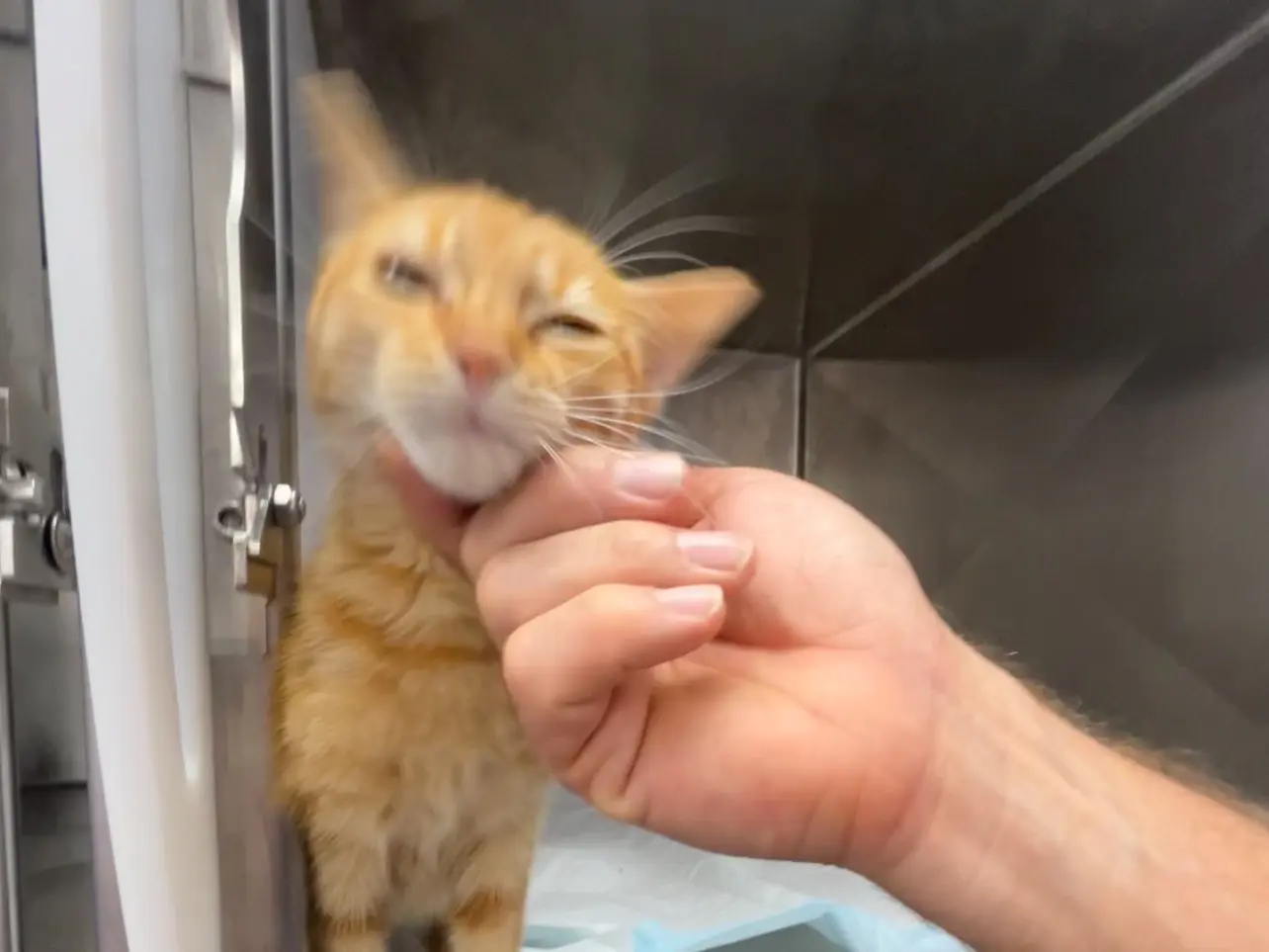 Adozione gatto, maschio, Razza sconosciuta Razza sconosciuta, 4 mesi, taglia non valida, Latina