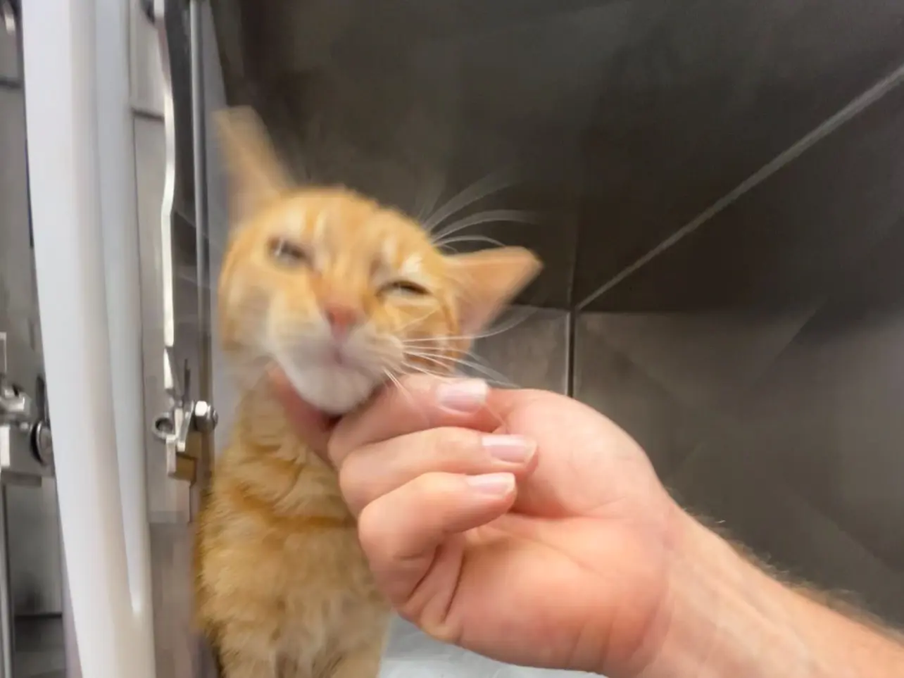 Adotta un gatto, taglia non valida, maschio, Latina