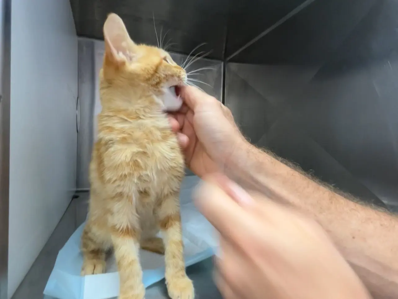 Vuoi adottare un gatto a Latina?