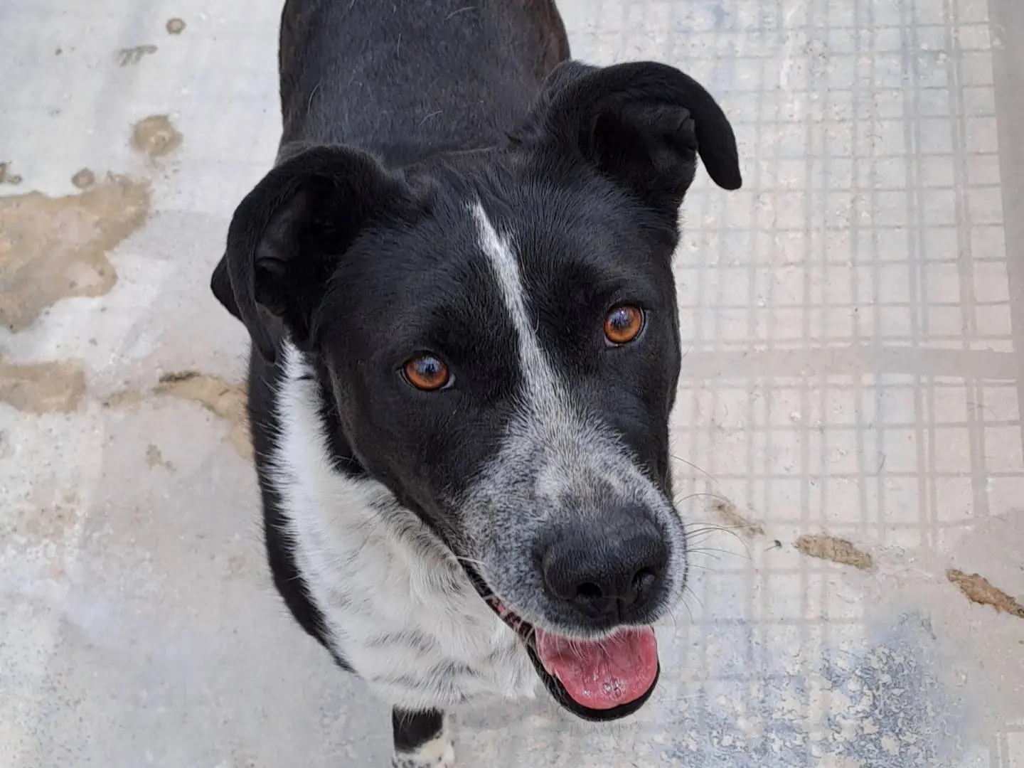 Adozione cane, femmina, Razza sconosciuta Razza sconosciuta, 4 anni, taglia media, Torino