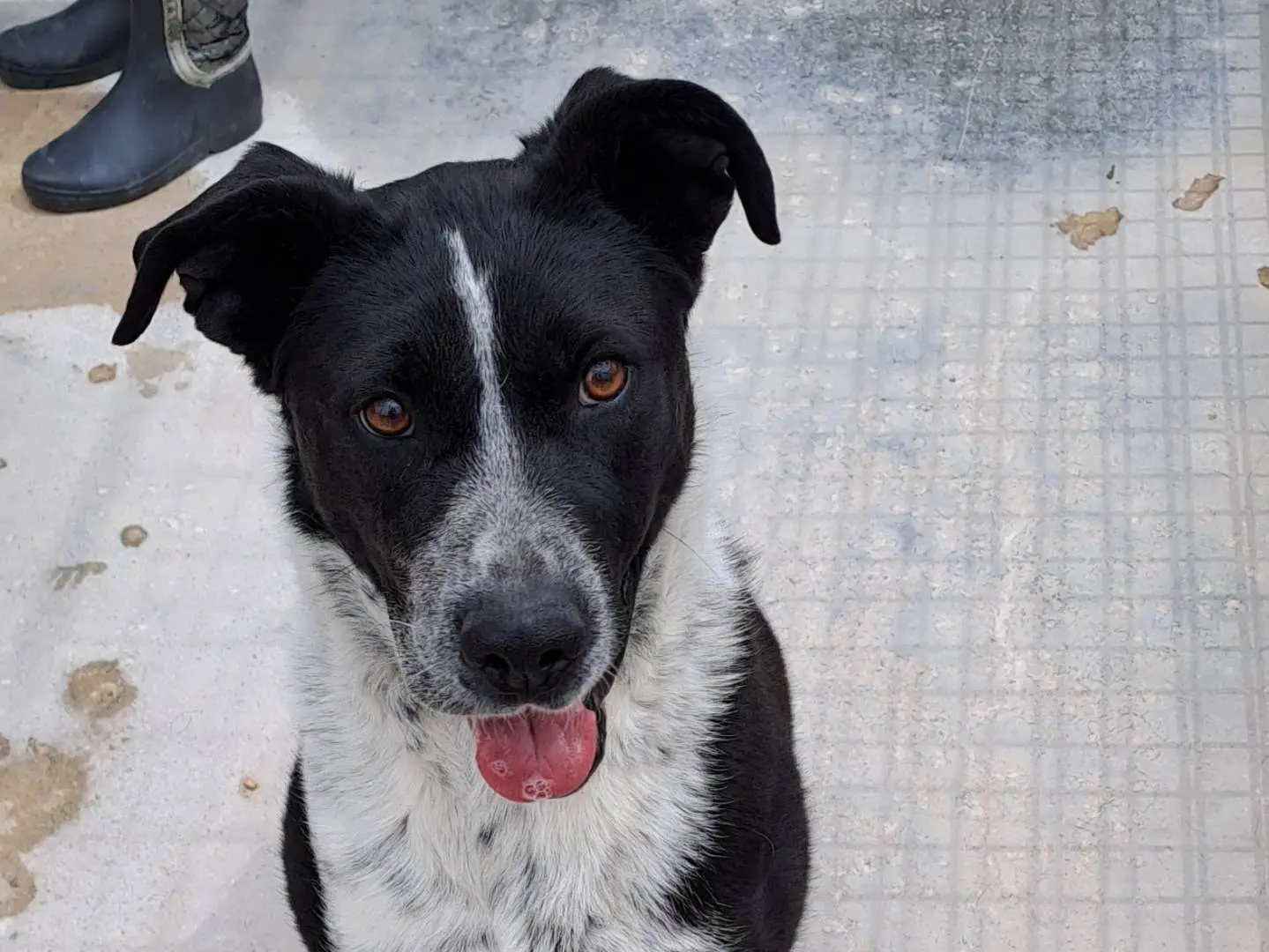 Vuoi adottare un cane a Torino?