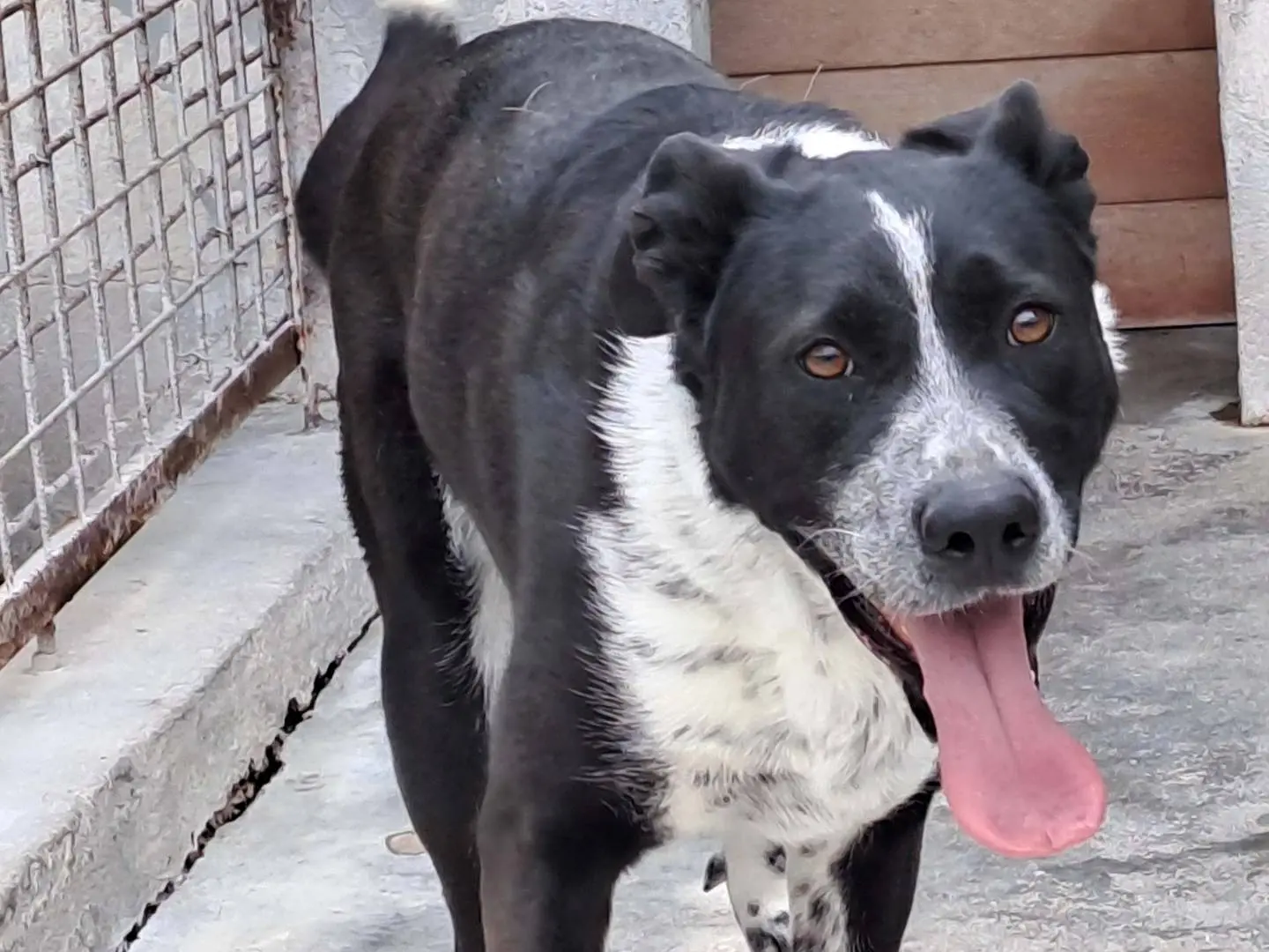 Adotta un cane, femmina, 4 anni, Torino