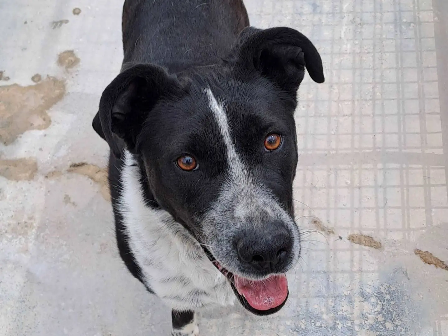 Adotta il cane Fenice a Torino