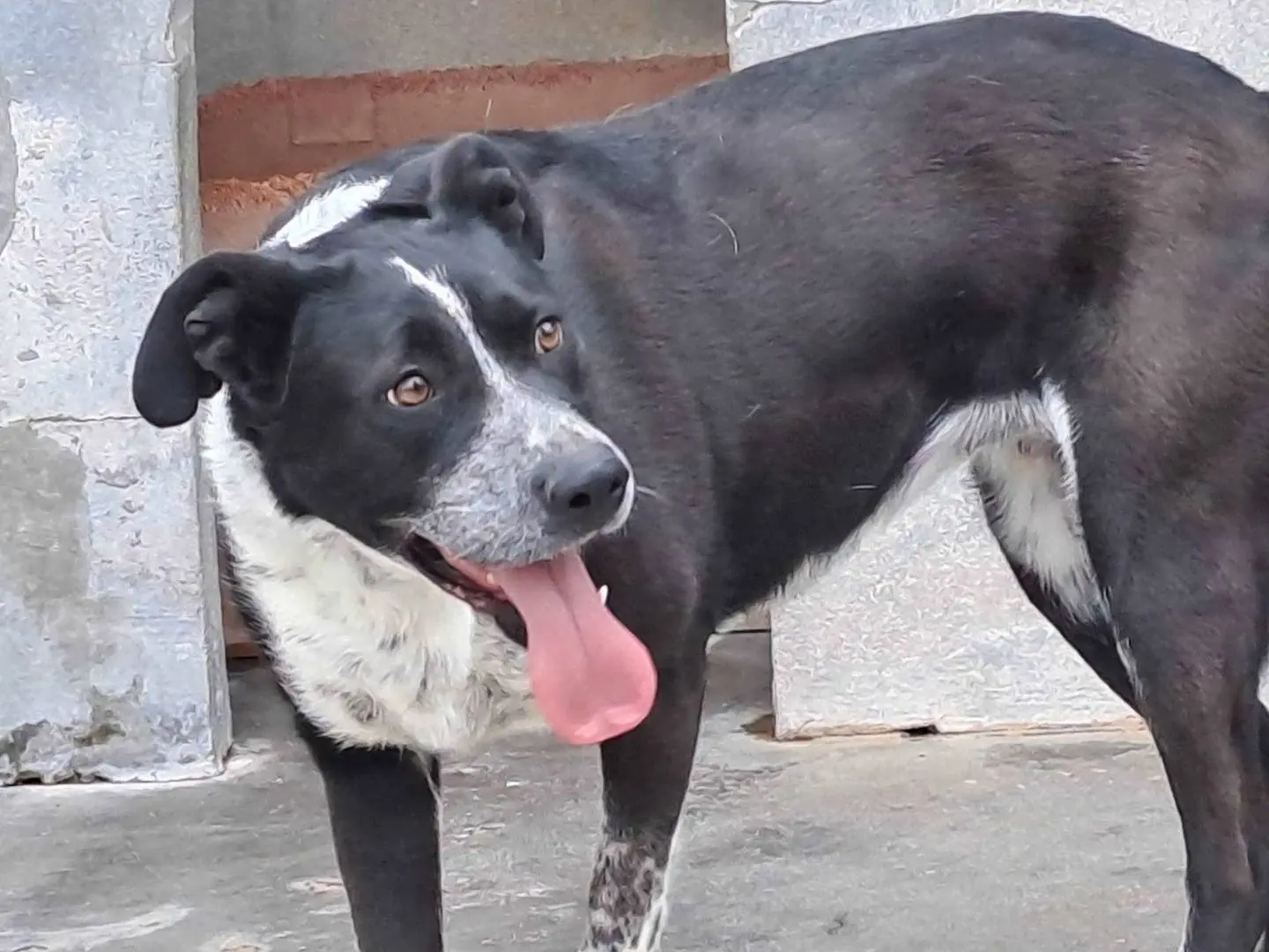 Adotta un cane, taglia media, femmina, Torino