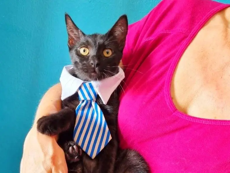 Adotta un gatto, maschio, 6 mesi, Cremona