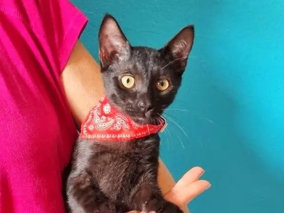 Adotta il gatto DELLO a Cremona